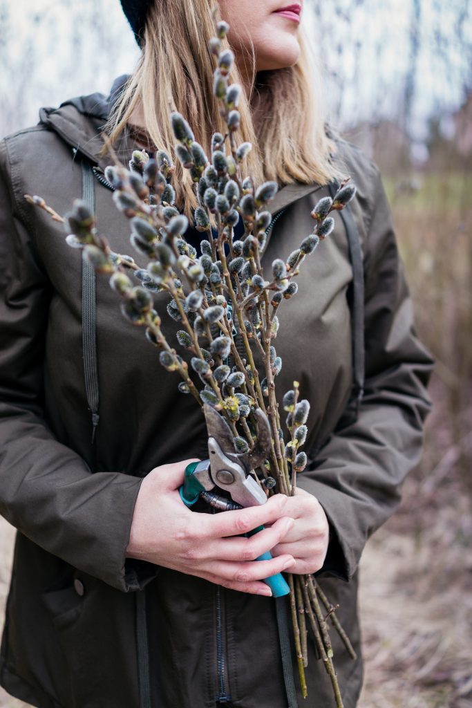 Woman in nature holding pussy willow branches